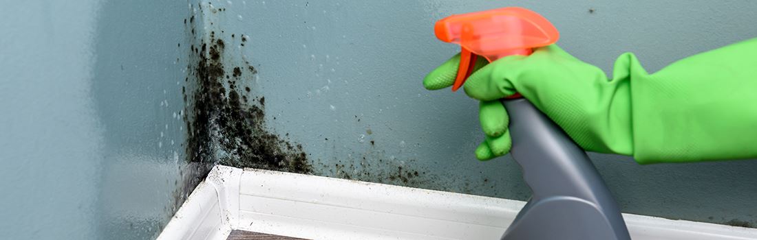 How to avoid black mold